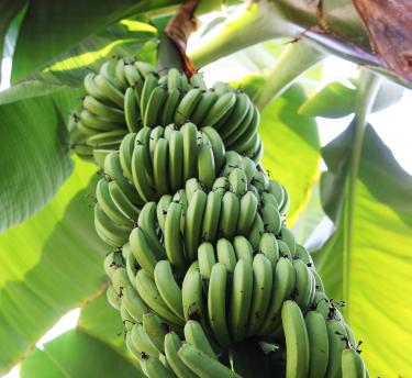 Bananas growing from tree